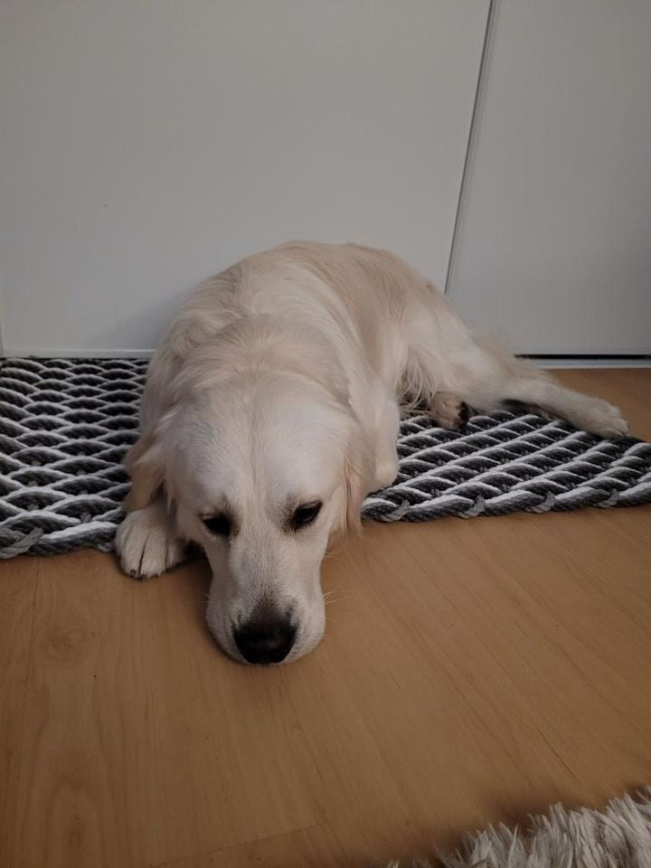 Cooling Mats for Dogs